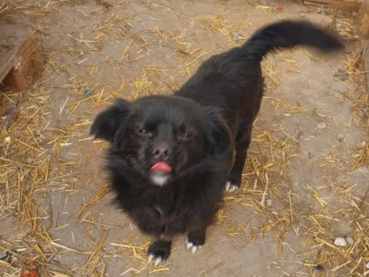 Gipsy klein zwart hondje