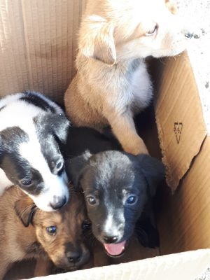 Pups gevonden in een kartonnen doos
