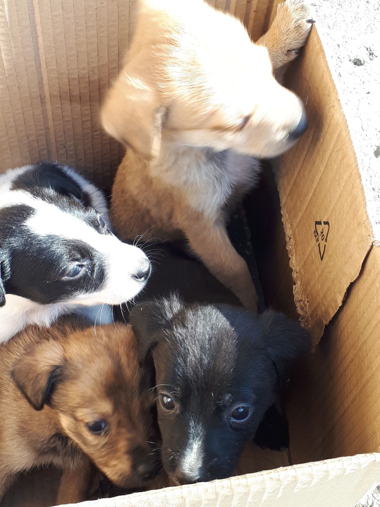 Pups gevonden in een kartonnen doos