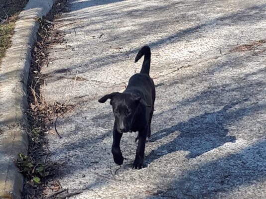 Pup Luna zwart hondje