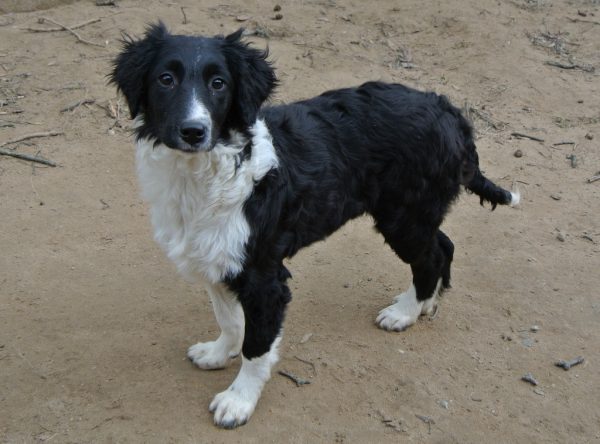 Pup Mavi collie mix