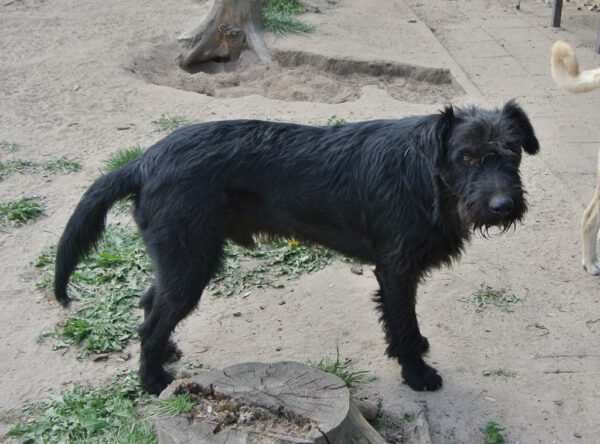 Csabi zwarte schnauzer mix