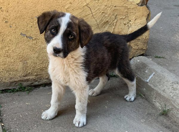 Pup Denzel prachtig hondje