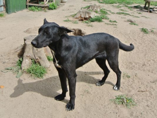 Marina zwarte hond met grote oren