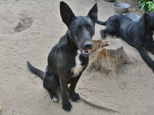Marina zwarte hond met grote oren