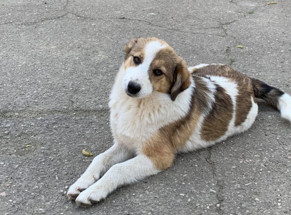 Pup Nora lief teefje