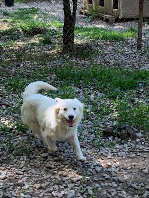 Alba vrolijk wit hondje