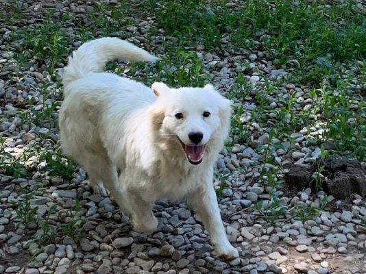 Alba vrolijk wit hondje