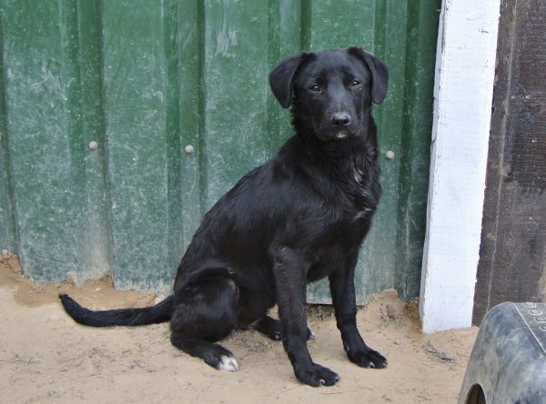 Blacky prachtig zwart hondje