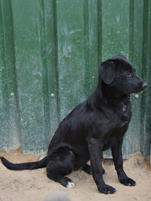 Blacky prachtig zwart hondje