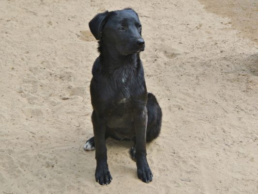 Blacky prachtig zwart hondje