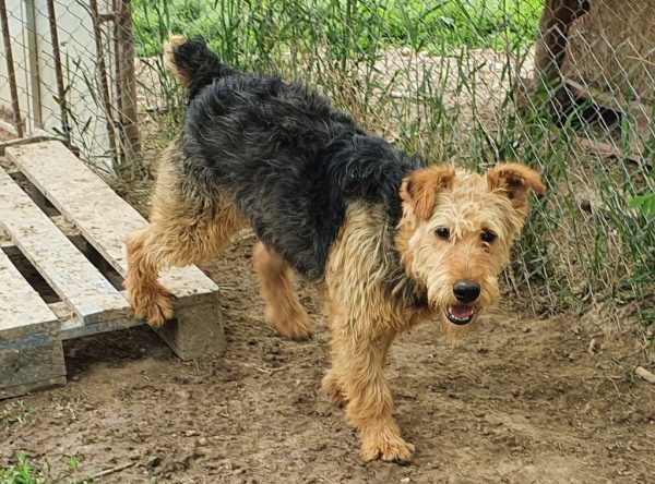 Hunter Airedale terriër mix