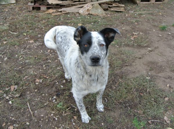 Igor leuke hond