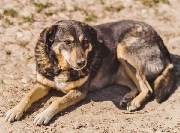 Maide lieve oudere hond