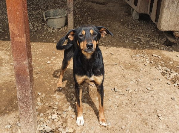 Mayla black and tan teefje