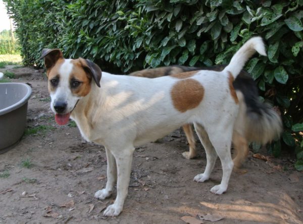 Picaci leuke hond met vlekjes