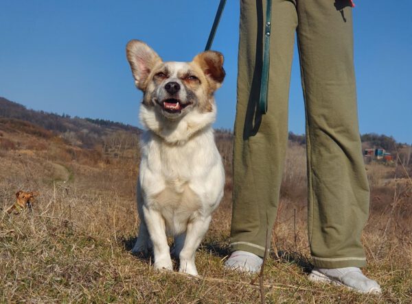 Pinky leuke corgi mix