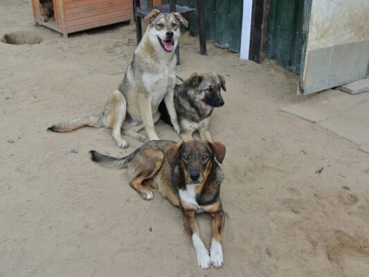 Simmy lieve hond uit Roemenië