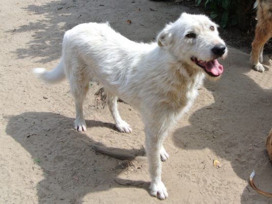 Sylver witte ruwharige hond