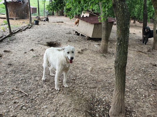 Sylver leuke witte hond ter adoptie