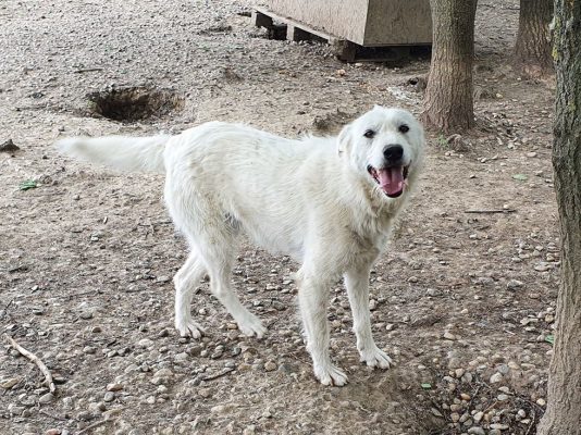 Sylver leuke witte hond ter adoptie