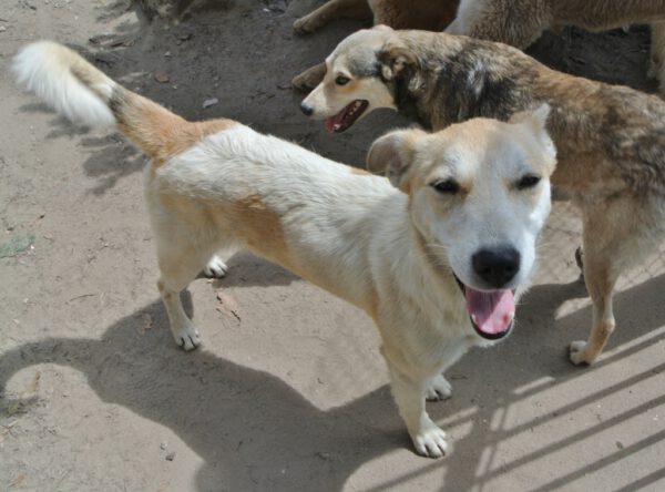 Ayra aanhankelijke hond