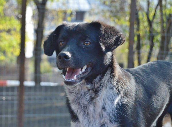 Blacky klein zwart hondje