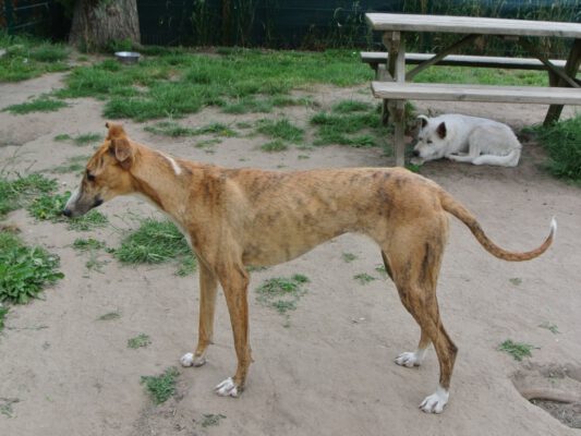 Ogi lieve greyhound ter adoptie