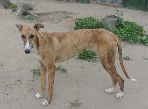 Ogi lieve greyhound ter adoptie