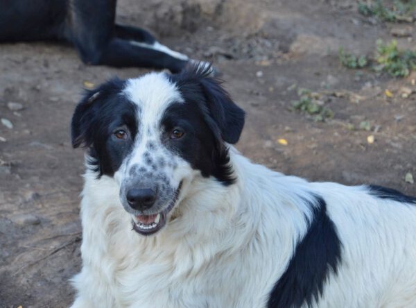 Panda mooie zwart-witte hond