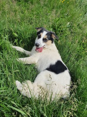 Stella in het gras