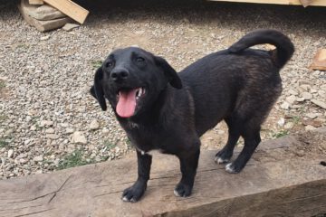 Zara klein zwart hondje