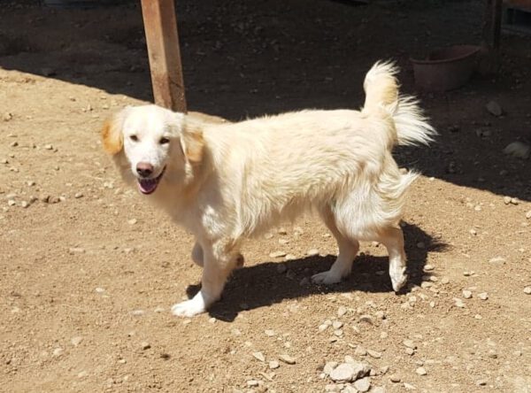 Becca mooie retriever mix