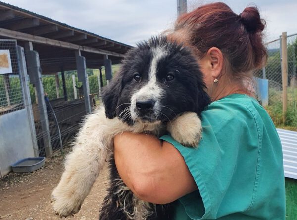 Bijou juweeltje van een pup