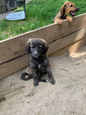 Cooper puppy uit Roemenië