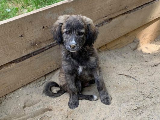 Cooper puppy uit Roemenië