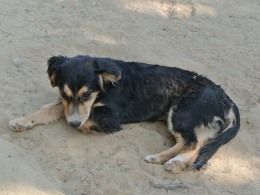 Csila schattig hondje