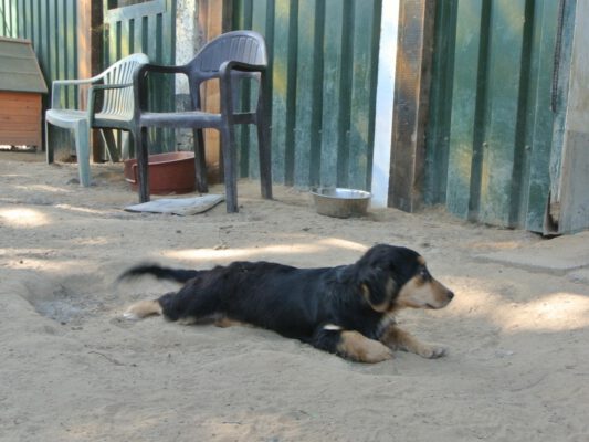 Csila schattig hondje