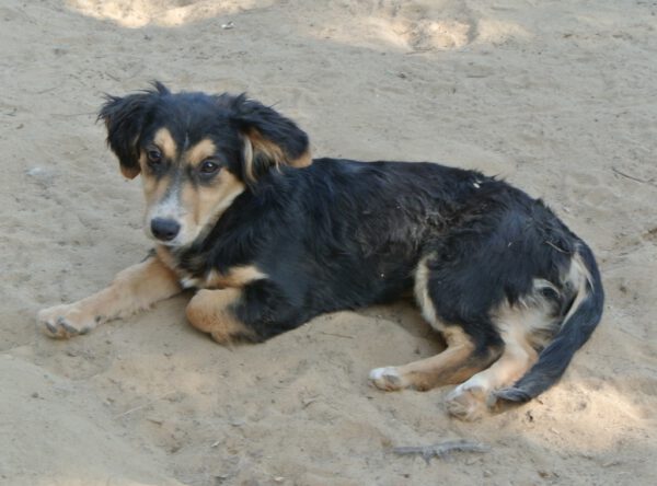 Csila schattig hondje