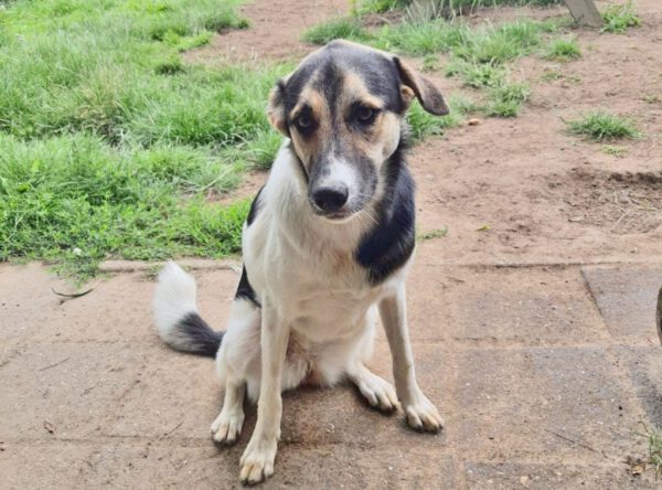 Floor jonge hond zoekt rustig huisje