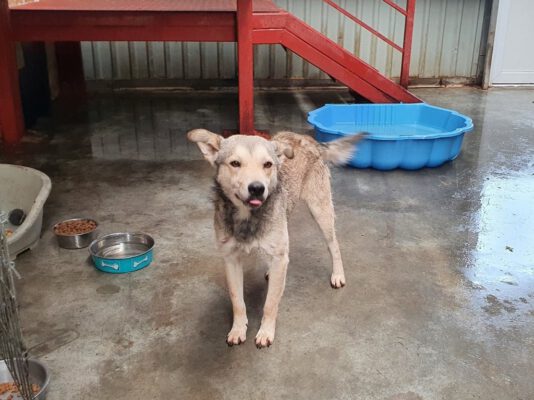 Suri vrolijk hondje in het asiel