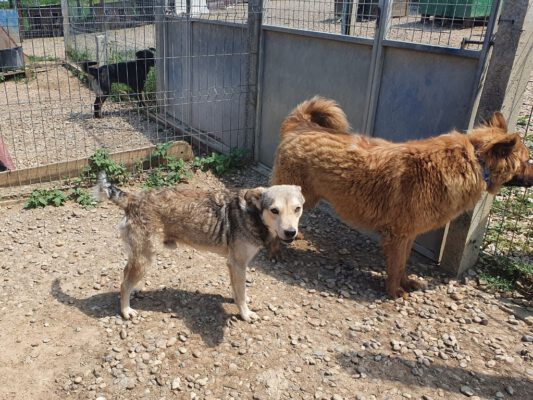 Suri vrolijk hondje in het asiel
