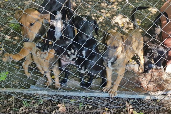 De B-pups achter het hek