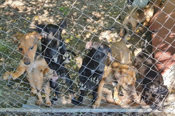 De B-pups achter het hek