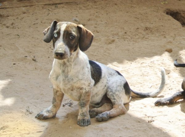 Pup Bingo bijzondere kruising