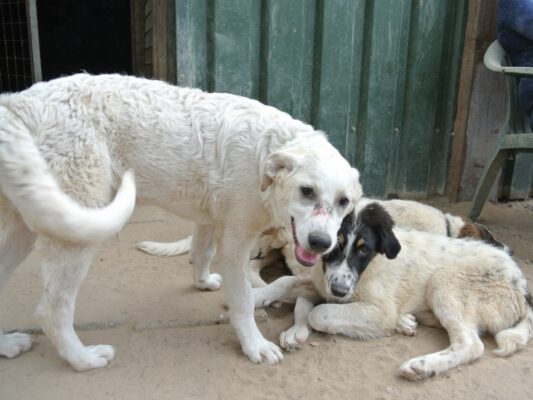 Pup Jan grote witte hond