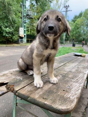 Puppy Kahdi herder kruising