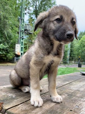 Puppy Kahdi herder kruising