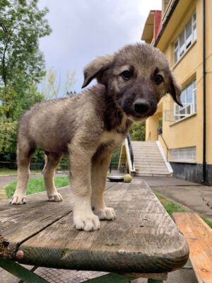 Puppy Kahdi herder kruising