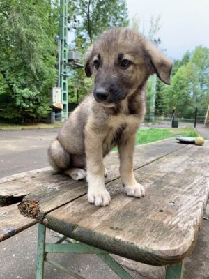 Puppy Kahdi herder kruising